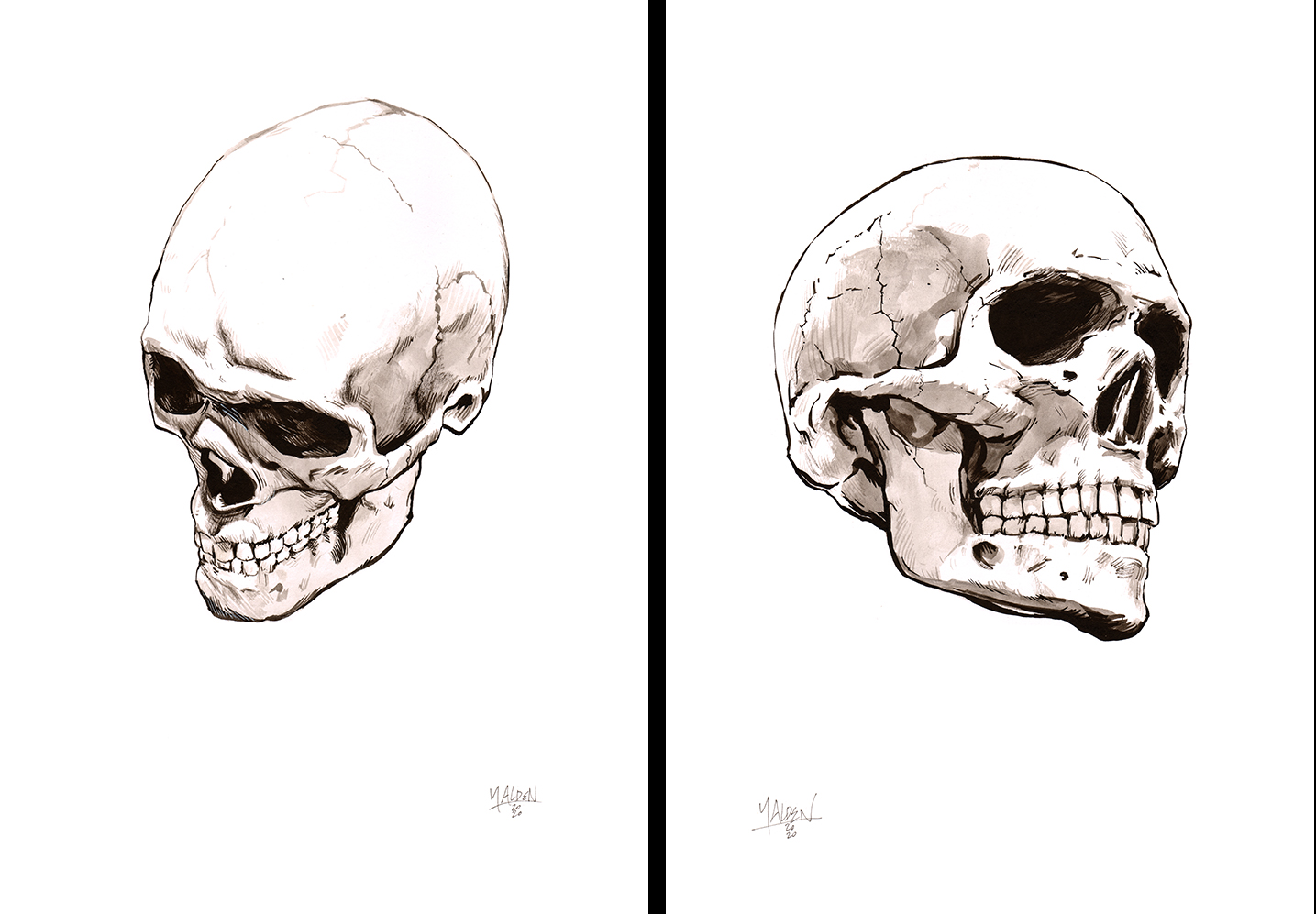 Skull_01and02